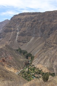 Vue sur l'oasis de Sangalle