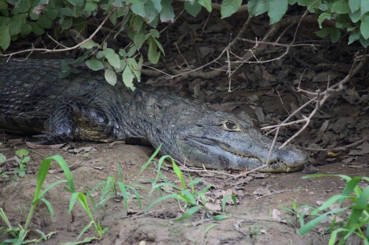 Caïman, rio Yacuma, Bolivie