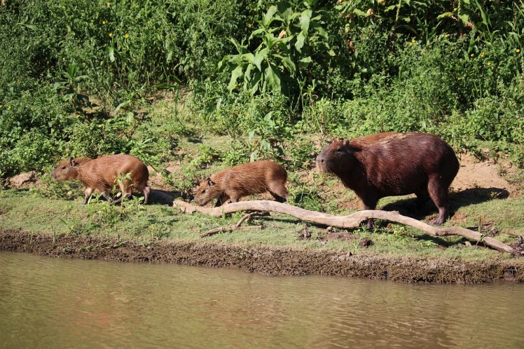 Famille de capybaras