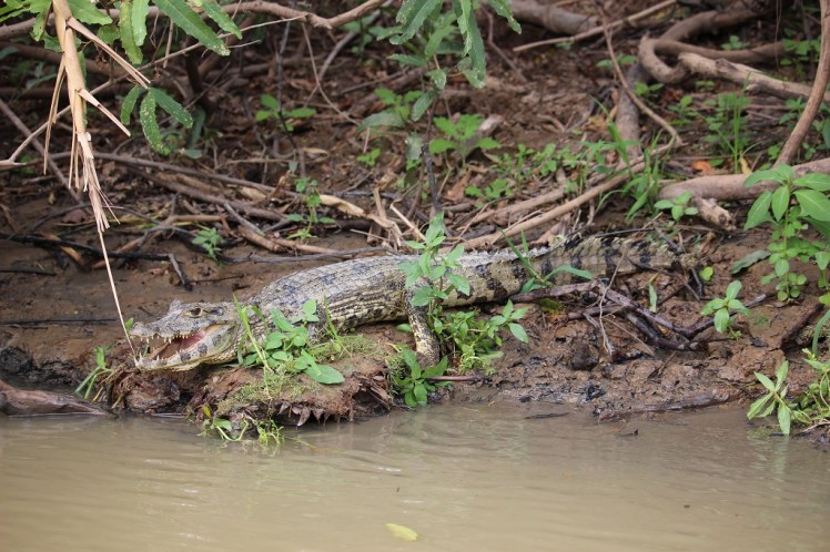 Alligator, rio Yacuma, Bolivie