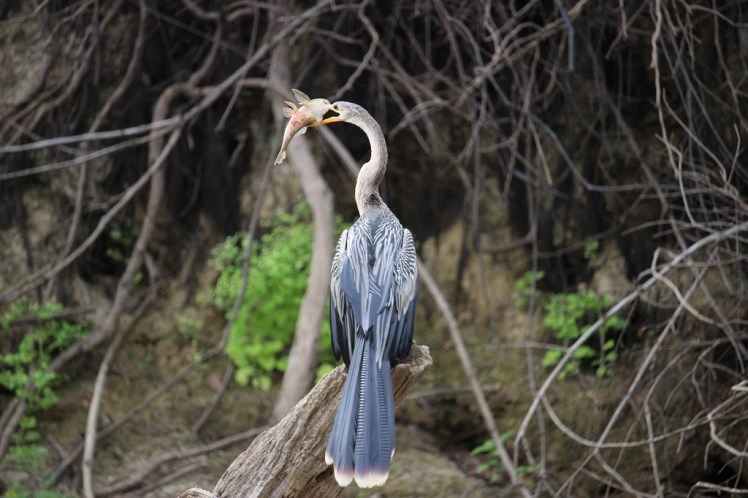Un héron mangeant un poisson