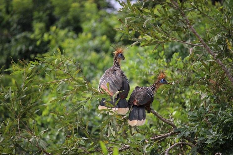Oiseaux du paradis, Amazonie bolivienne