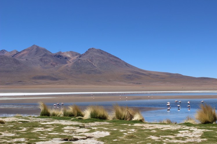 Lagune Cañapa, Sud Lipez, Bolivie