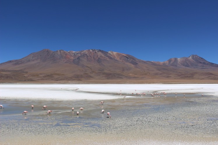 Lagune Hedionda, Sud Lipez, Bolivie