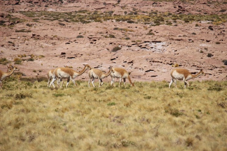 On a croisé des vigognes sur la route