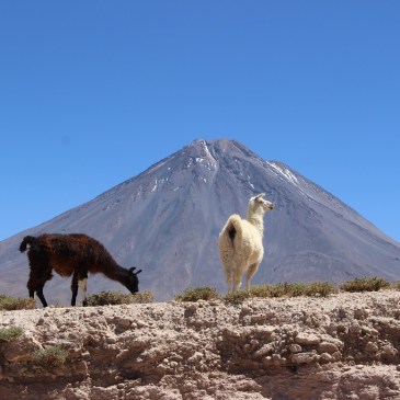 Lamas devant le volcan Licancabur, Chili