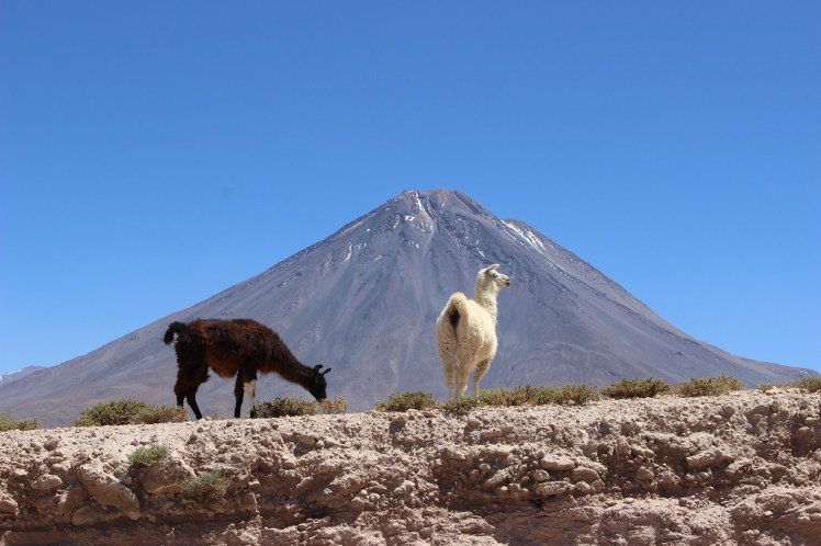 Lamas devant le volcan Licancabur, Chili