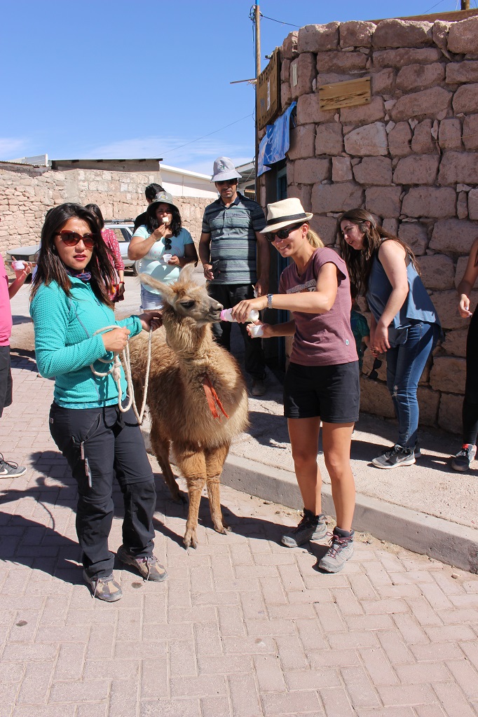 Steph donne le biberon à un bébé lama