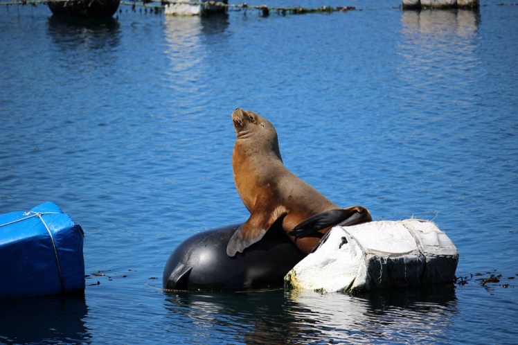 Un lion de mer à Queilén