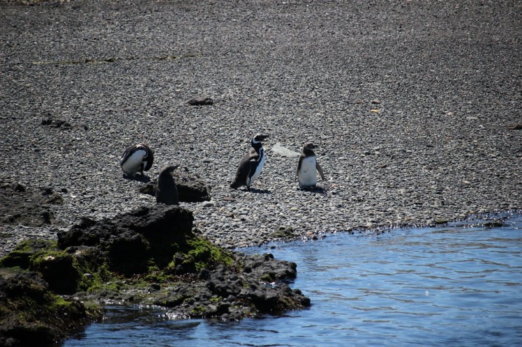 Les manchots de Magellan