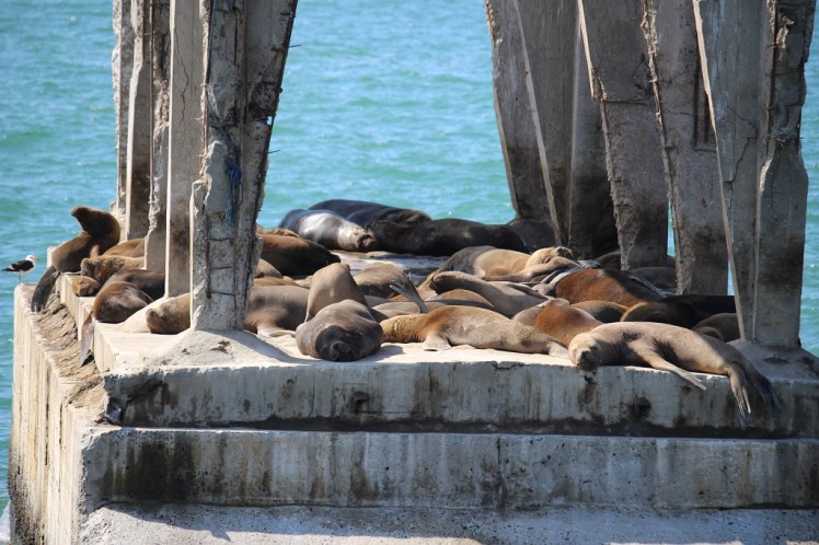 Des lions de mer affalés sous un pont en béton