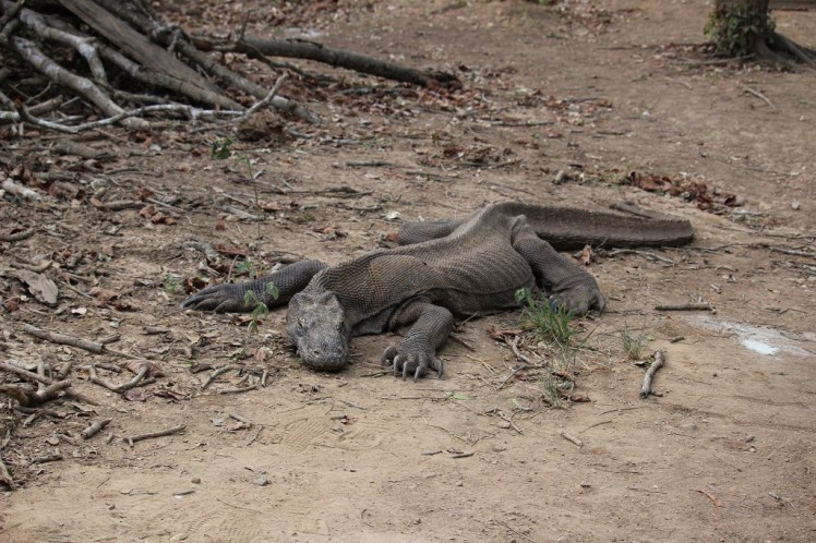 Un vieux dragon de komodo
