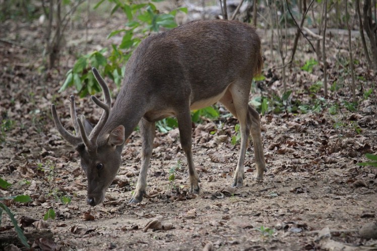 Cerf sur l'ile de kom